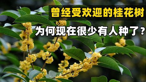 桂花風水|種桂花風水：何時最旺財？